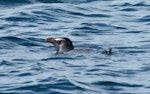 Fiordland crested penguin | Tawaki. Adult swimming. Stewart Island, November 2012. Image © Joke Baars by Joke Baars.