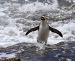 Fiordland crested penguin | Tawaki. Adult arriving on shore. Taumaka, Open Bay Islands, October 2017. Image © Tim Poupart by Tim Poupart.