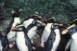 Fiordland crested penguin | Tawaki. Breeding adults. Taumaka, Open Bay Islands, South Westland, August 1985. Image © Colin Miskelly by Colin Miskelly.