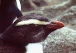 Fiordland crested penguin | Tawaki. One-year-old bird just before moult. Snares Islands, December 1982. Image © Colin Miskelly by Colin Miskelly.