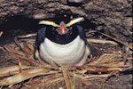 Fiordland crested penguin | Tawaki. Incubating adult on nest. Open Bay Islands, August 1986. Image © Alan Tennyson by Alan Tennyson.