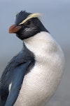 Fiordland crested penguin | Tawaki. Adult standing with head turned. South Westland, October 2010. Image © Craig McKenzie by Craig McKenzie.