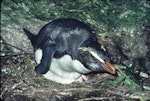 Fiordland crested penguin | Tawaki. Incubating adult. Taumaka, Open Bay Islands, August 1985. Image © Colin Miskelly by Colin Miskelly.