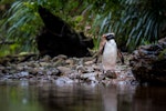 Fiordland crested penguin | Tawaki. Adult returning up stream to burrow. Inland stream off coast, south of Haast, October 2014. Image © Douglas Gimesy by Douglas Gimesy.