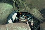 Fiordland crested penguin | Tawaki. Adults at nest with eggs. Open Bay Islands, January 1987. Image © Department of Conservation ( image ref: 10030979 ) by P. Thomson.