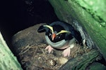 Fiordland crested penguin | Tawaki. Adult on nest with 2 eggs. Fiordland. Image © Department of Conservation ( image ref: 10033863 ) by Allan Munn.