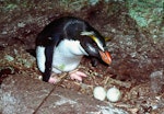 Fiordland crested penguin | Tawaki. Adult at nest with 2 eggs. Open Bay Islands, August 1985. Image © Colin Miskelly by Colin Miskelly.