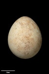 Fiordland crested penguin | Tawaki. Egg 62.5 x 50.8 mm (NMNZ OR.007941, collected by Jack Thomson). Mukumuku, Palliser Bay, September 1954. Image © Te Papa by Jean-Claude Stahl.