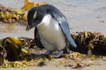 Fiordland crested penguin | Tawaki. Recently fledged juvenile. Halfmoon Bay, Stewart Island, January 2012. Image © Peter Tait by Peter Tait.