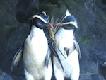 Fiordland crested penguin | Tawaki. Courting pair. Oban, November 2020. Image © Paul Peychers by Paul Peychers.