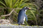 Fiordland crested penguin | Tawaki. Heading up shore back to nest. Between Haast and Lake Moeraki, October 2014. Image © Douglas Gimesy by Douglas Gimesy.