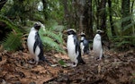 Fiordland crested penguin | Tawaki. Adults returning to burrows through forest. Between Haast and Lake Moeraki, October 2014. Image © Douglas Gimesy by Douglas Gimesy.