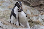 Fiordland crested penguin | Tawaki. Two adults interacting. South Westland, November 2011. Image © Glenda Rees by Glenda Rees.