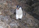 Fiordland crested penguin | Tawaki. Adult jumping. Taumaka, Open Bay Islands, September 2017. Image © Tim Poupart by Tim Poupart.