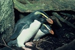 Fiordland crested penguin | Tawaki. Adult pair at nest. Fiordland. Image © Department of Conservation ( image ref: 10028800 ) by Allan Munn.