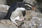 Fiordland crested penguin | Tawaki. Adult walking. Taumaka, Open Bay Islands, September 2017. Image © Tim Poupart by Tim Poupart.