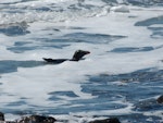 Fiordland crested penguin | Tawaki. Adult in surf. Near Knights Point Haast, October 2012. Image © Udo Benecke by Udo Benecke.