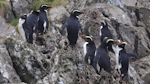 Fiordland crested penguin | Tawaki. One juvenile (left) and seven adults on landing rocks. Poison Bay, Fiordland, November 2020. Image © Colin Miskelly by Colin Miskelly.