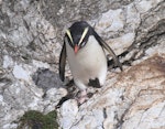 Fiordland crested penguin | Tawaki. Adult walking. Taumaka, Open Bay Islands, September 2017. Image © Tim Poupart by Tim Poupart.