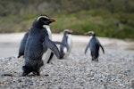 Fiordland crested penguin | Tawaki. Adult group walking on beach. South Westland, October 2010. Image © Craig McKenzie by Craig McKenzie.