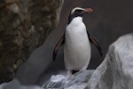 Fiordland crested penguin | Tawaki. Adult recently returned from the sea, with under-flippers flushed with blood. South Westland, November 2011. Image © Glenda Rees by Glenda Rees.