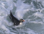 Fiordland crested penguin | Tawaki. Adult swimming. Taumaka, Open Bay Islands, September 2017. Image © Tim Poupart by Tim Poupart.