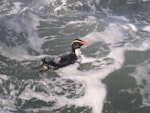 Fiordland crested penguin | Tawaki. Adult swimming. Taumaka, Open Bay Islands, September 2017. Image © Tim Poupart by Tim Poupart.