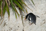 Fiordland crested penguin | Tawaki. Adult walking on shelving rock. Doubtful Sound, Fiordland, September 2006. Image © Craig McKenzie by Craig McKenzie.