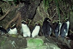 Fiordland crested penguin | Tawaki. Adult group at night. Jackson Head colony, Jackson Bay, Fiordland, August 1978. Image © Department of Conservation ( image ref: 10028235 ) by Rod Morris.