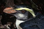 Fiordland crested penguin | Tawaki. Close view of adult head. Codfish Island, August 1996. Image © Department of Conservation ( image ref: 10051195 ) by Ros Cole.