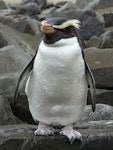 Fiordland crested penguin | Tawaki. Front view of adult. Omaui Beach, January 2013. Image © Alan Tennyson by Alan Tennyson.