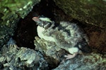 Fiordland crested penguin | Tawaki. Moulting ashore. Open Bay Islands, January 1978. Image © Department of Conservation ( image ref: 10028223 by P. Thomson.