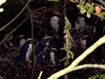 Fiordland crested penguin | Tawaki. Moulting adults (immature bird in centre). Codfish Island, February 2004. Image © Ingrid Hutzler by Ingrid Hutzler.