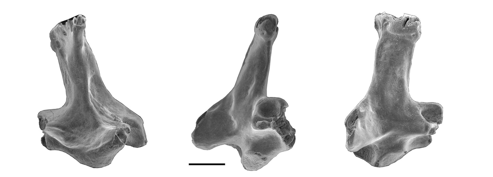 St Bathans kiwi. Worn quadrate, NMNZ S.53209 (medial view, lateral view, anterolateral view). St Bathans area. Image © Trevor Worthy by Trevor Worthy.