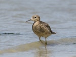 Buff-breasted sandpiper. Non-breeding adult. Lake Murdeduke, near Winchelsea, Victoria, February 2017. Image © John Barkla 2017 birdlifephotography.org.au by John Barkla.