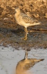 Buff-breasted sandpiper. Fall-plumaged bird on its way south. Manhattan, Kansas, USA, September 2017. Image © David Rintoul by David Rintoul.