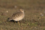 Buff-breasted sandpiper. Adult. Kaitorete Spit, Canterbury, March 2020. Image © Oscar Thomas by Oscar Thomas.