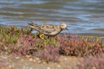 Buff-breasted sandpiper. Adult. Port of Brisbane shorebird roost, Queensland, December 2018. Image © Chris Young 2018 birdlifephotography.org.au by Chris Young.