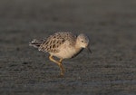 Buff-breasted sandpiper. Non-breeding adult - first New Zealand record. Papakanui Spit, South Kaipara Harbour, March 2014. Image © Ian Southey by Ian Southey.