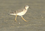 Buff-breasted sandpiper. Non-breeding adult - first New Zealand record. South Kaipara Harbour, March 2014. Image © Bill Abbott by Bill Abbott.