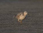 Buff-breasted sandpiper. Non-breeding adult - first New Zealand record. Papakanui Spit, South Kaipara Harbour, March 2014. Image © Ian Southey by Ian Southey.