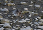 Buff-breasted sandpiper. Juvenile or non-breeding adult. Ashley estuary, Canterbury, November 2019. Image © Kelly Johnson by Kelly Johnson.