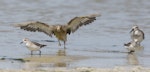 Buff-breasted sandpiper. Non-breeding adult with wings spread (with curlew sandpiper on right, and two red-necked stints). Lake Murdeduke, near Winchelsea, Victoria, February 2017. Image © John Barkla 2017 birdlifephotography.org.au by John Barkla.