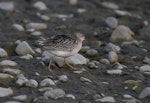 Buff-breasted sandpiper. Juvenile or non-breeding adult. Ashley estuary, Canterbury, November 2019. Image © Kelly Johnson by Kelly Johnson.