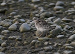 Buff-breasted sandpiper. Juvenile or non-breeding adult. Ashley estuary, Canterbury, November 2019. Image © Kelly Johnson by Kelly Johnson.