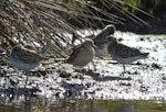 Buff-breasted sandpiper. Non-breeding adult (centre) with three sharp-tailed sandpipers. Hexham Swamp, New South Wales, January 2014. Image © Steven Merrett 2014 birdlifephotography.org.au by Steven Merrett.