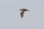 Buff-breasted sandpiper. Non-breeding adult in flight. Lake Murdeduke, near Winchelsea, Victoria, February 2017. Image © John Barkla 2017 birdlifephotography.org.au by John Barkla.