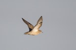 Buff-breasted sandpiper. Adult in flight. Kaitorete Spit, Canterbury, March 2020. Image © Oscar Thomas by Oscar Thomas.