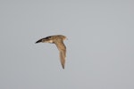 Buff-breasted sandpiper. Adult in flight. Kaitorete Spit, Canterbury, March 2020. Image © Oscar Thomas by Oscar Thomas.