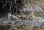 Buff-breasted sandpiper. Non-breeding adult (right) with sharp-tailed sandpiper. Hexham Swamp, New South Wales, January 2014. Image © Steven Merrett 2014 birdlifephotography.org.au by Steven Merrett.